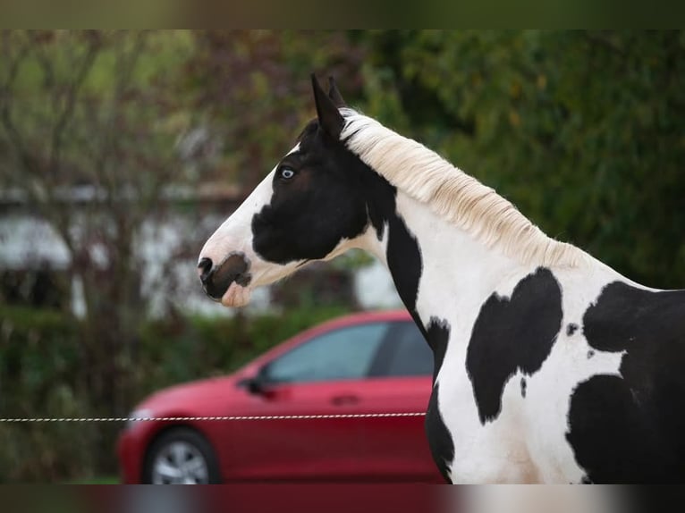 Inne konie gorącokrwiste Klacz 13 lat 163 cm Srokata in Langenorla