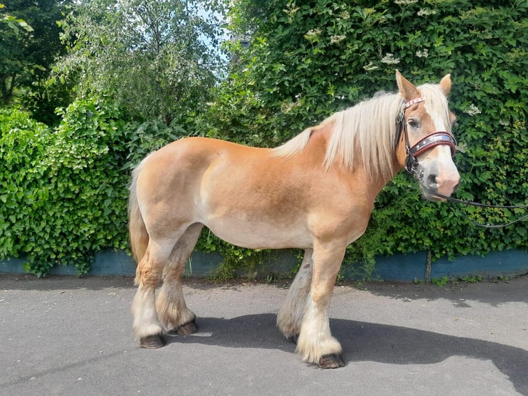 Inne konie gorącokrwiste Klacz 13 lat 164 cm in Nettersheim