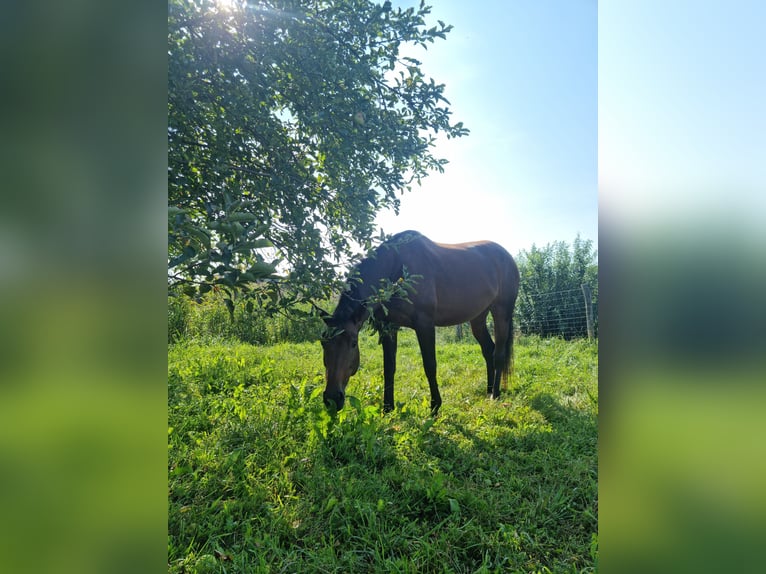 Inne konie gorącokrwiste Klacz 13 lat 170 cm Gniada in Sankt Margarethen im Burgenland