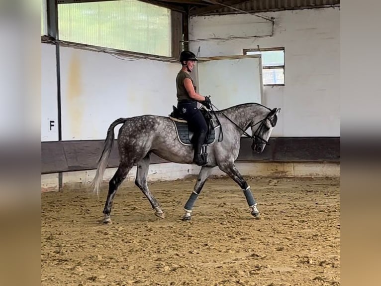 Inne konie gorącokrwiste Klacz 13 lat 172 cm Siwa jabłkowita in Korschenbroich