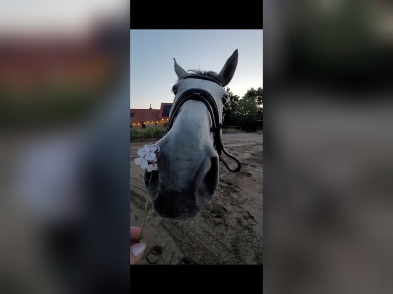 Inne konie gorącokrwiste Klacz 13 lat 172 cm Siwa jabłkowita in Korschenbroich