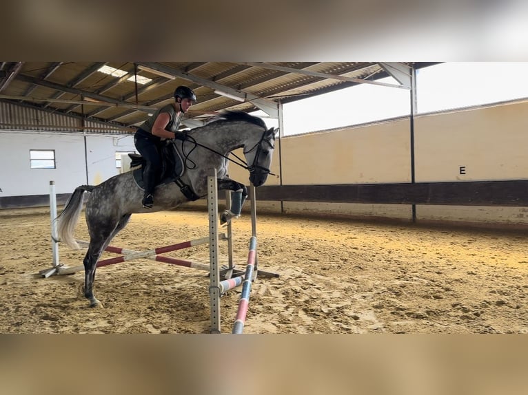 Inne konie gorącokrwiste Klacz 13 lat 172 cm Siwa jabłkowita in Korschenbroich