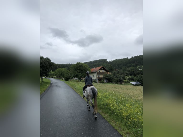 Inne konie gorącokrwiste Klacz 13 lat Siwa jabłkowita in Stubenberg