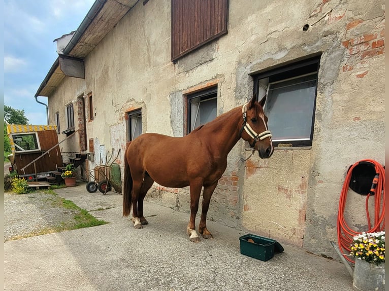 Inne konie gorącokrwiste Mix Klacz 14 lat 155 cm Kasztanowata in Linz