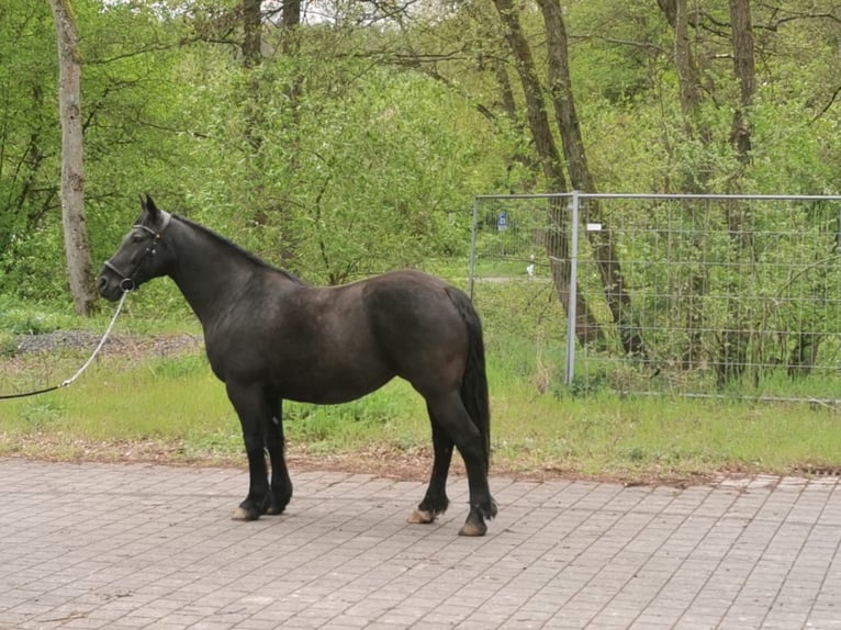Inne konie gorącokrwiste Klacz 14 lat 160 cm Kara in Bad Salzungen