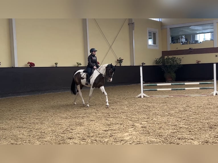 Inne konie gorącokrwiste Klacz 14 lat 162 cm Srokata in Franzensdorf