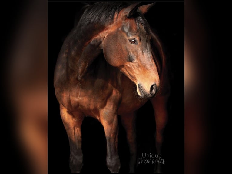 Inne konie gorącokrwiste Klacz 14 lat 163 cm Gniada in Herzebrock-Clarholz