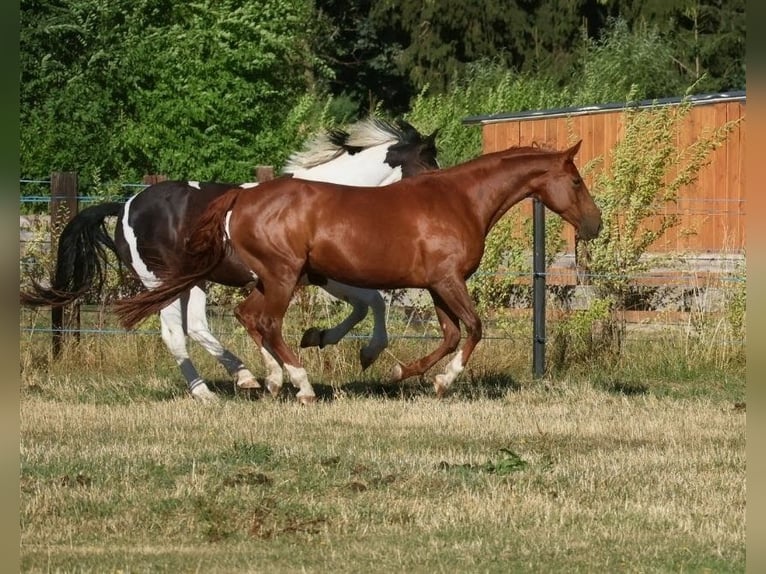 Inne konie gorącokrwiste Klacz 14 lat 167 cm Ciemnokasztanowata in Popelín