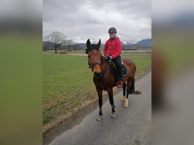 Inne konie gorącokrwiste Klacz 14 lat 167 cm Gniada in Koblach