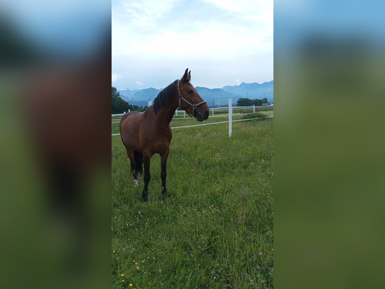 Inne konie gorącokrwiste Klacz 14 lat 167 cm Gniada in Koblach