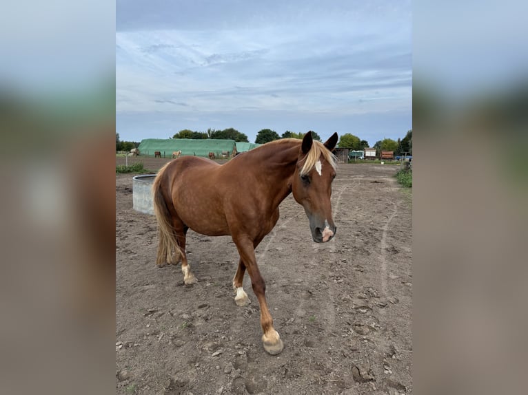 Inne konie gorącokrwiste Mix Klacz 15 lat 150 cm Kasztanowata in Falkensee