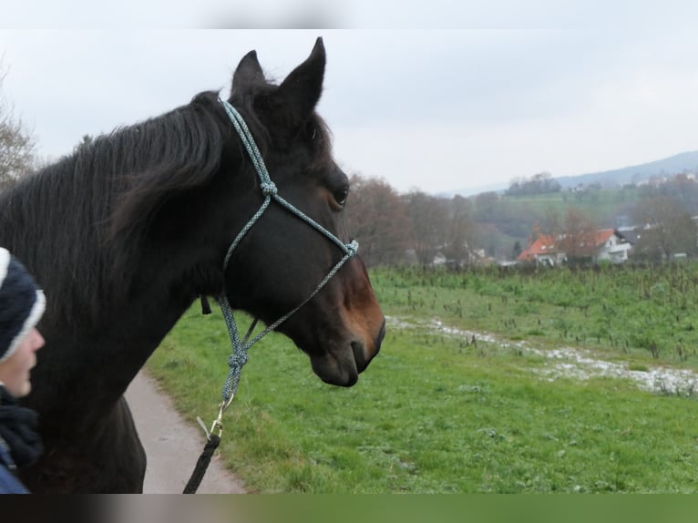 Inne konie gorącokrwiste Mix Klacz 15 lat 161 cm Gniada in Dettenhausen