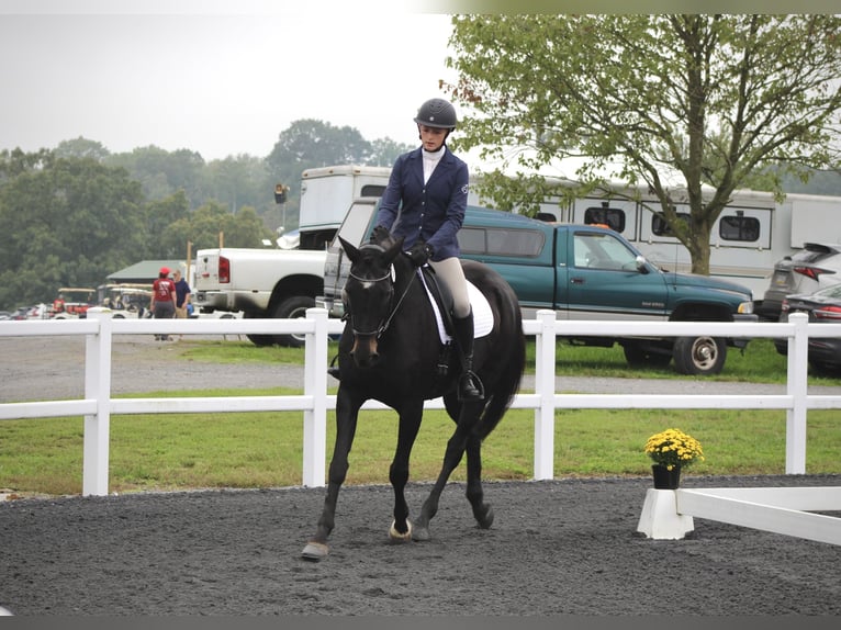 Inne konie gorącokrwiste Mix Klacz 15 lat 163 cm Ciemnogniada in Middletown, Virginia