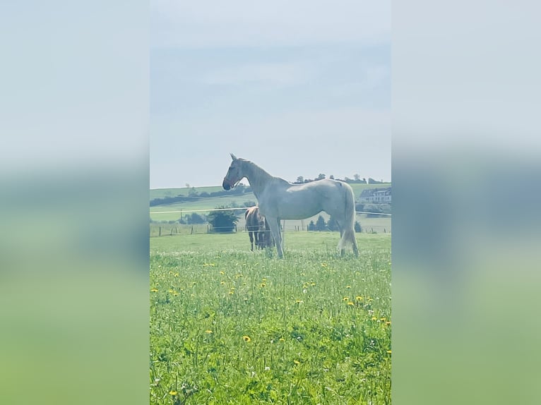 Inne konie gorącokrwiste Klacz 15 lat 164 cm Siwa in Auw bei Prüm