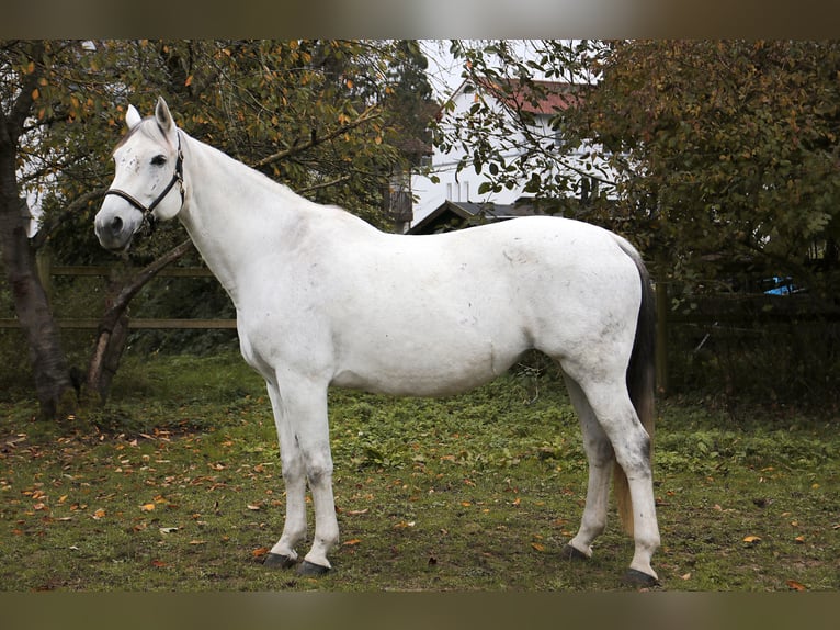 Inne konie gorącokrwiste Klacz 15 lat 166 cm Siwa in Heidelberg