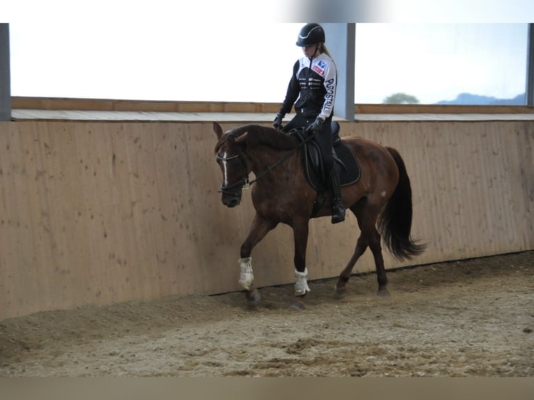 Inne konie gorącokrwiste Klacz 16 lat 160 cm Kasztanowata in Purgstall
