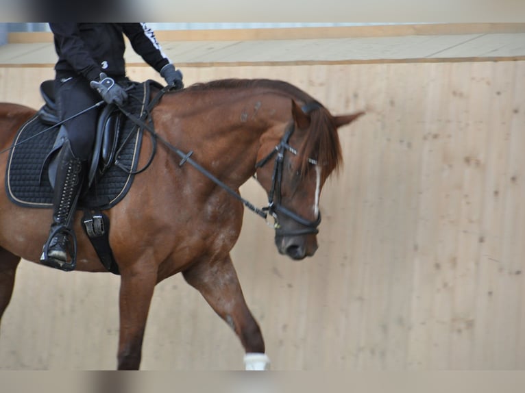 Inne konie gorącokrwiste Klacz 16 lat 160 cm Kasztanowata in Purgstall