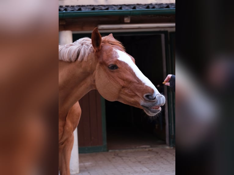 Inne konie gorącokrwiste Klacz 16 lat 168 cm Kasztanowata in Wien, Donaustadt