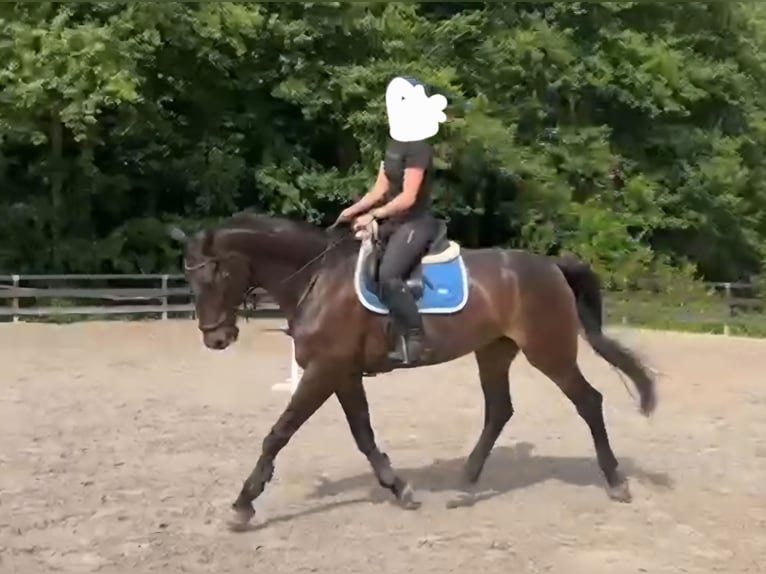 Inne konie gorącokrwiste Klacz 16 lat 172 cm Ciemnogniada in Schmalkalden
