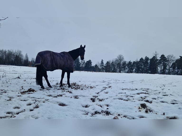 Inne konie gorącokrwiste Klacz 16 lat 172 cm Ciemnogniada in Schmalkalden