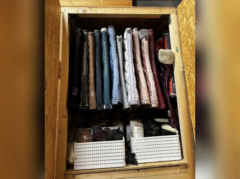 Inne konie gorącokrwiste Klacz 17 lat 158 cm Kara in Karlstetten