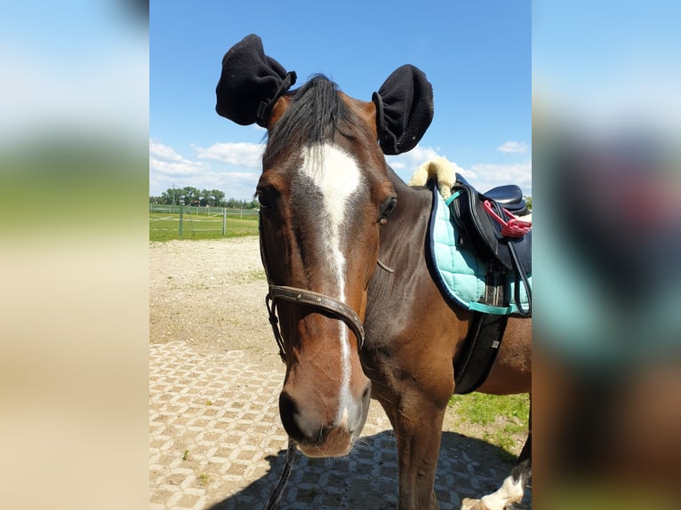 Inne konie gorącokrwiste Klacz 17 lat 160 cm Gniada in Pocking