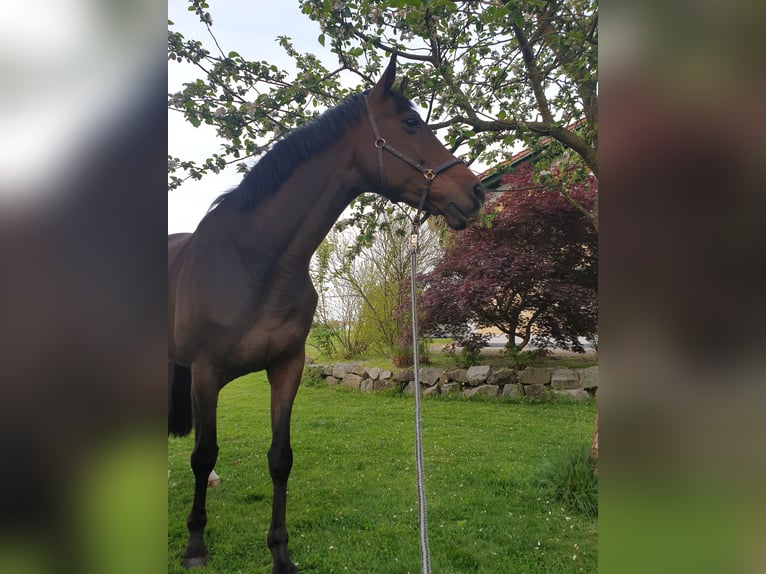 Inne konie gorącokrwiste Klacz 17 lat 160 cm Gniada in Pocking