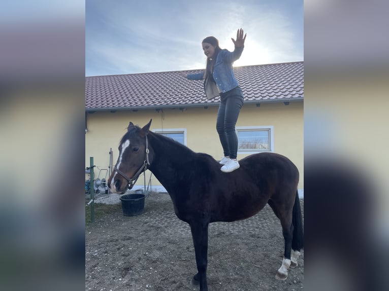 Inne konie gorącokrwiste Klacz 17 lat 160 cm Gniada in Pocking