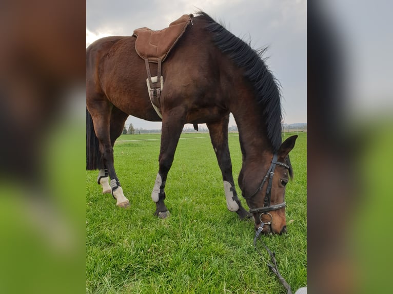 Inne konie gorącokrwiste Klacz 17 lat 160 cm Gniada in Pocking