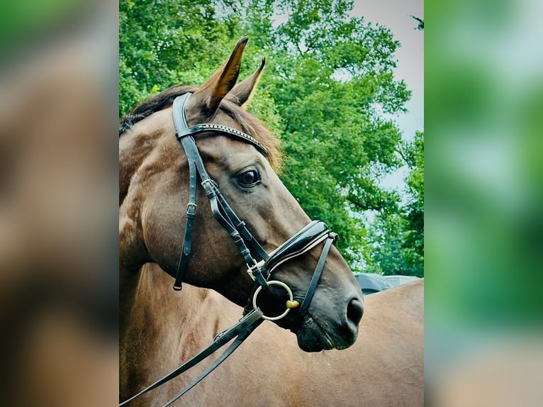 Inne konie gorącokrwiste Klacz 18 lat 168 cm Ciemnokasztanowata in Winsen (Luhe)