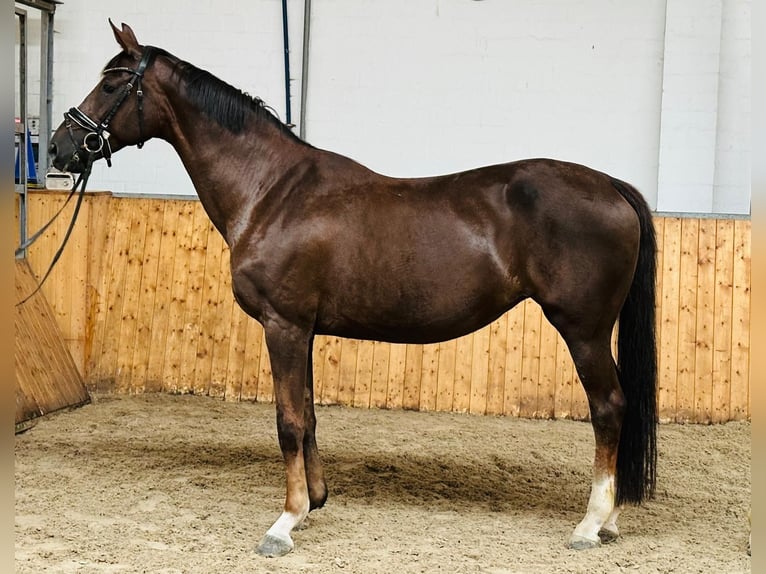 Inne konie gorącokrwiste Klacz 18 lat 168 cm Ciemnokasztanowata in Winsen (Luhe)
