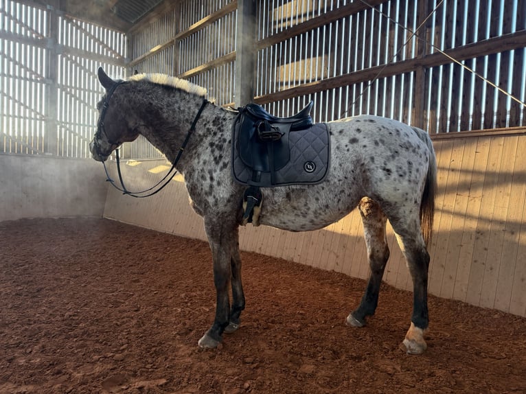 Inne konie gorącokrwiste Klacz 19 lat 156 cm Tarantowata in Beckingen