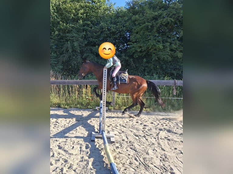 Inne konie gorącokrwiste Mix Klacz 19 lat 160 cm Gniada in Lasberg