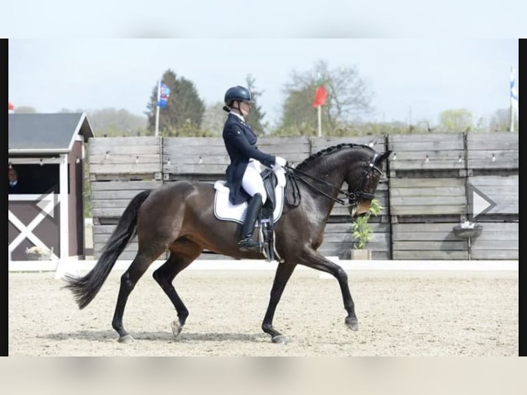 Inne konie gorącokrwiste Mix Klacz 19 lat 170 cm Gniada in Delbrück