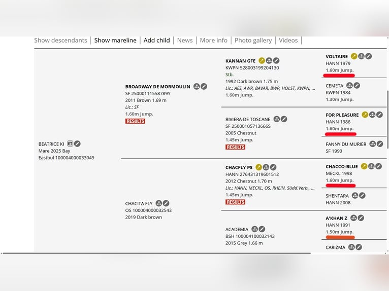 Inne konie gorącokrwiste Mix Klacz 1 Rok 125 cm Gniada in Ruse