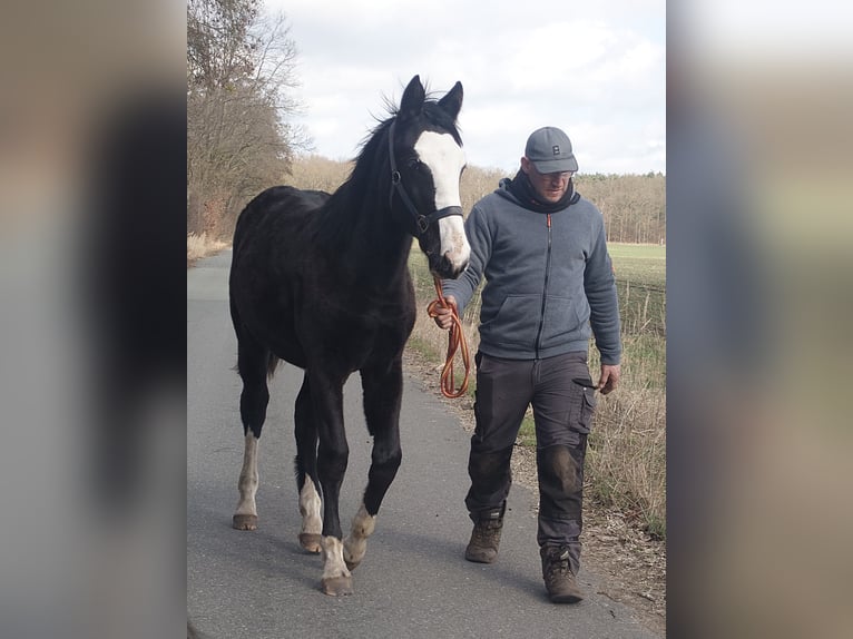 Inne konie gorącokrwiste Mix Klacz 1 Rok 158 cm Kara in Wolfsburg