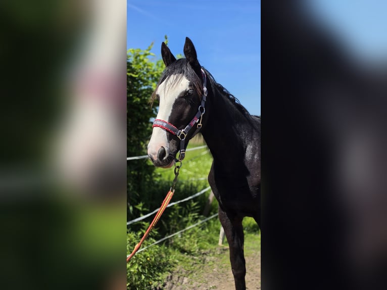 Inne konie gorącokrwiste Mix Klacz 1 Rok 158 cm Kara in Wolfsburg