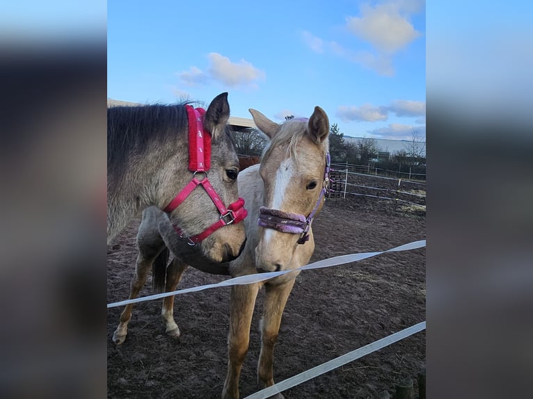 Inne konie gorącokrwiste Klacz 1 Rok 165 cm Izabelowata in Bad Grund