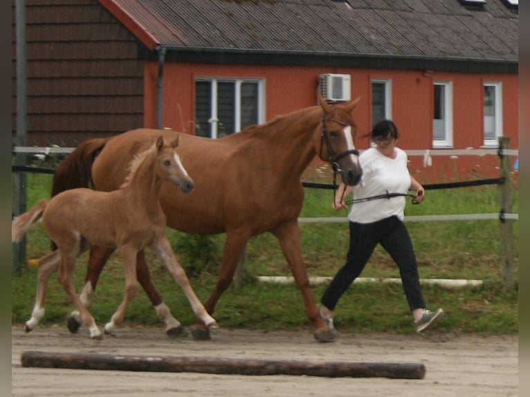 Inne konie gorącokrwiste Klacz 1 Rok 165 cm Izabelowata in Bad Grund