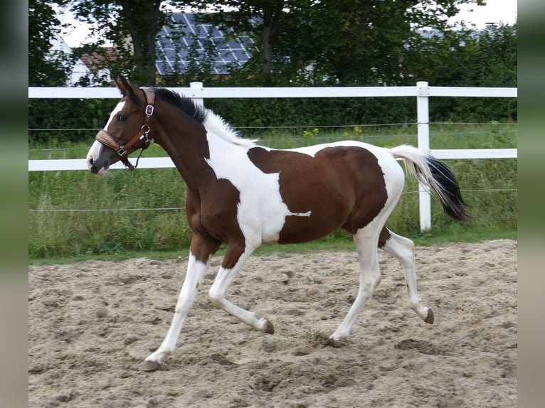 Inne konie gorącokrwiste Klacz 1 Rok 166 cm Srokata in Borgentreich