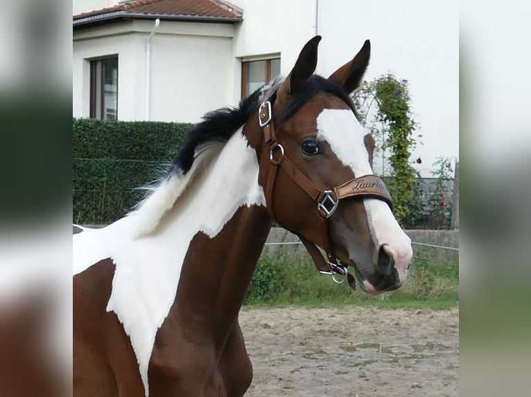 Inne konie gorącokrwiste Klacz 1 Rok 166 cm Srokata in Borgentreich