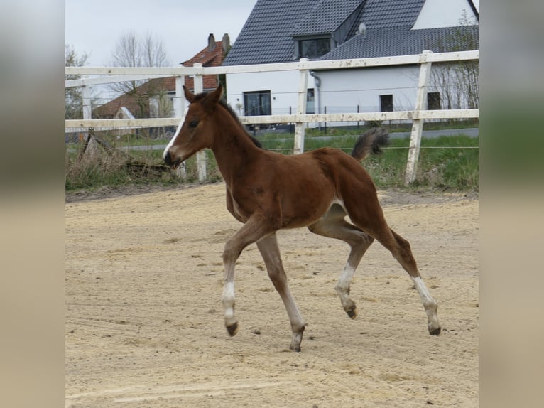 Inne konie gorącokrwiste Klacz 1 Rok 168 cm Gniada in Borgentreich