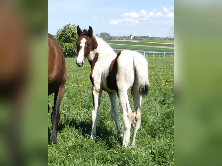 Inne konie gorącokrwiste Klacz 1 Rok 168 cm Srokata in Borgentreich