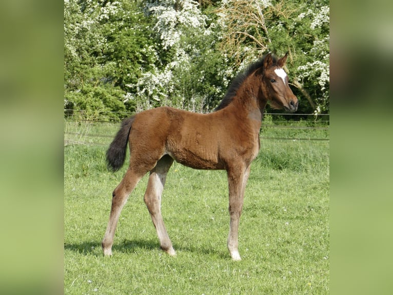 Inne konie gorącokrwiste Klacz 1 Rok 170 cm Gniada in Borgentreich