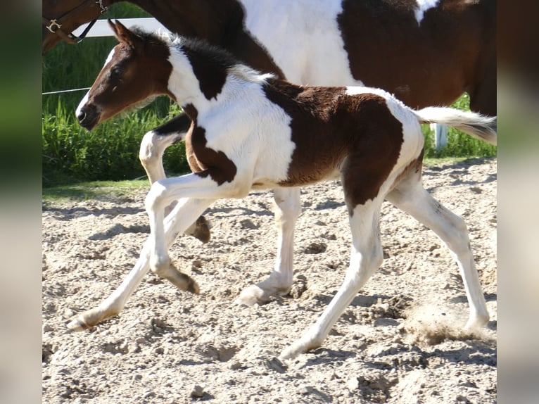 Inne konie gorącokrwiste Klacz 1 Rok 172 cm Srokata in Borgentreich