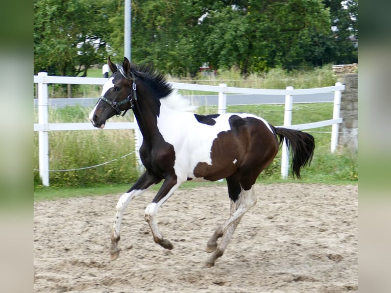 Inne konie gorącokrwiste Klacz 1 Rok 172 cm Srokata in Borgentreich