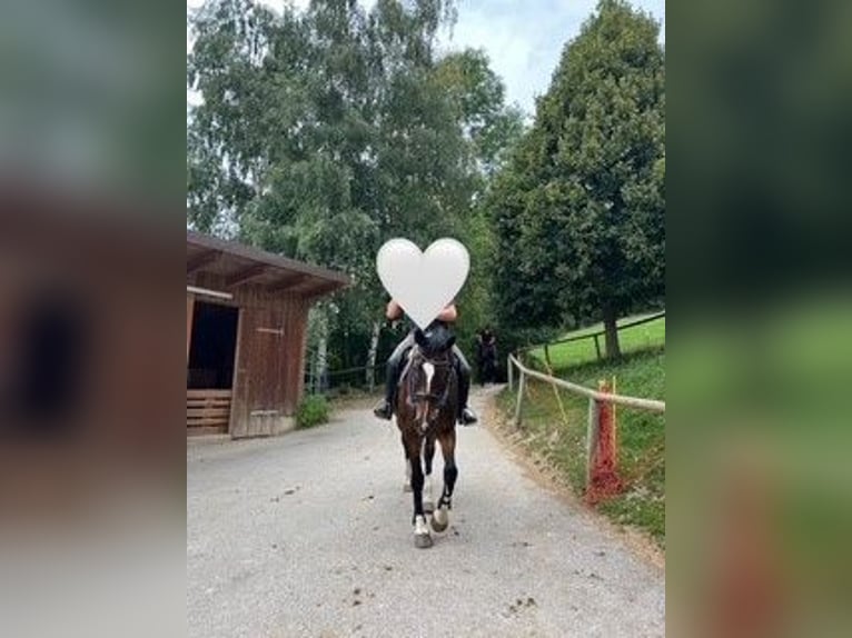 Inne konie gorącokrwiste Klacz 20 lat 170 cm Gniada in Landau