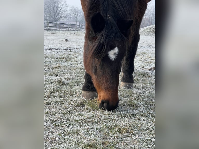 Inne konie gorącokrwiste Mix Klacz 24 lat 163 cm Gniada in Thedinghausen