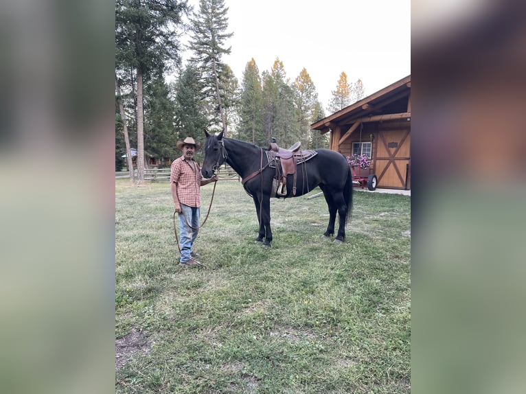 Inne konie gorącokrwiste Mix Klacz 28 lat 163 cm Ciemnogniada in Trego