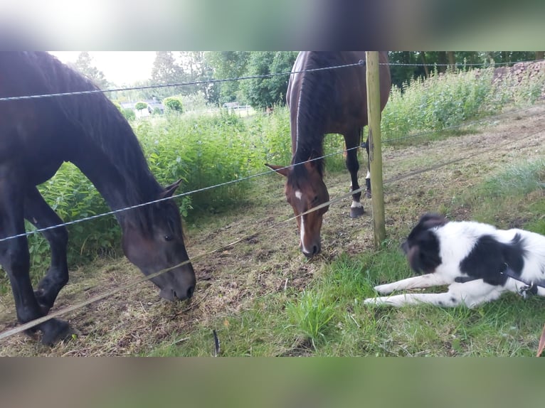 Inne konie gorącokrwiste Mix Klacz 2 lat 150 cm Skarogniada in Veendam